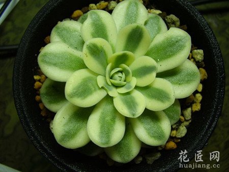 多肉植物富士的介绍