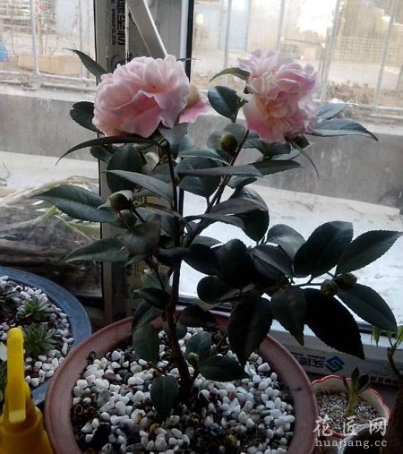 盆栽茶花该如何施肥呢