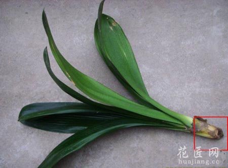 没有根的君子兰可以活吗