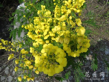 云实的介绍大全