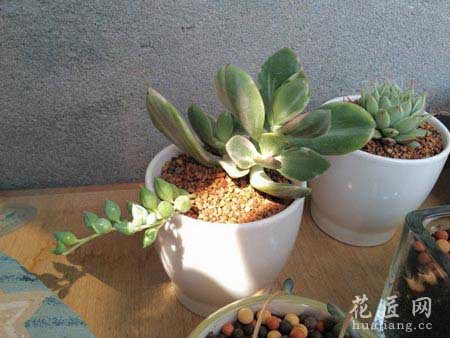 三色花月锦的养殖方法