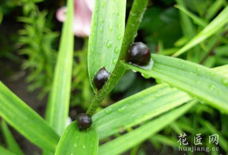 百合珠芽的种植方法
