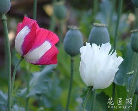 罂粟花的栽培技术以及采摘方法解析