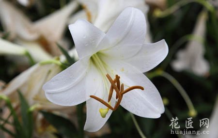 百合花多有哪些品种分类呢