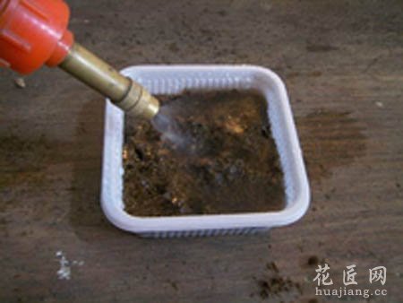 大岩桐如何播种呢？(图文)