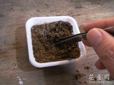 大岩桐如何播种呢？(图文)