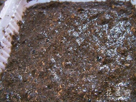 大岩桐如何播种呢？(图文)