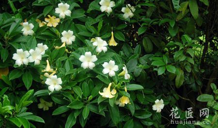 非洲茉莉花期是什么时候