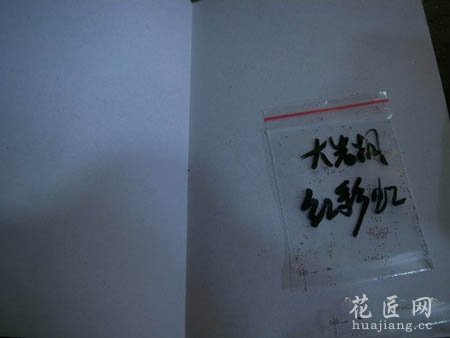 大岩桐如何播种呢？(图文)