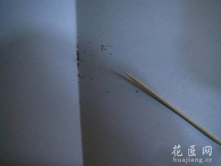 大岩桐如何播种呢？(图文)