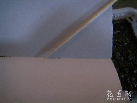 大岩桐如何播种呢？(图文)