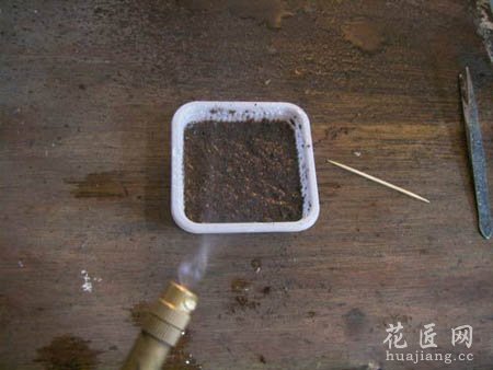 大岩桐如何播种呢？(图文)
