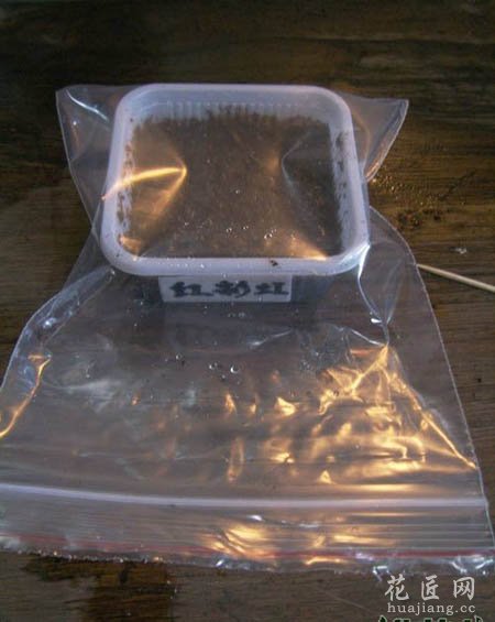 大岩桐如何播种呢？(图文)