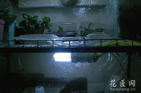 大岩桐如何播种呢？(图文)