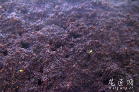 大岩桐如何播种呢？(图文)