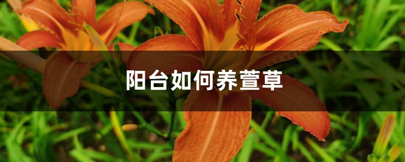 阳台如何养萱草，需要注意什么