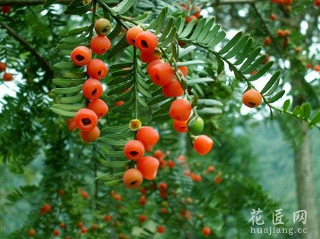南方红豆杉的养殖方法和注意事项