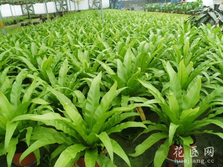 鸟巢蕨的养殖方法和注意事项