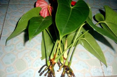如何防治红掌(火鹤花)根部腐烂