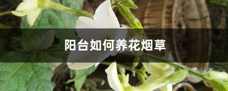 阳台如何养花烟草，需要注意什么