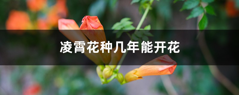 凌霄花种几年能开花