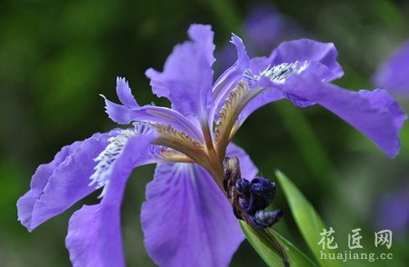 鸢尾花,花卉介绍