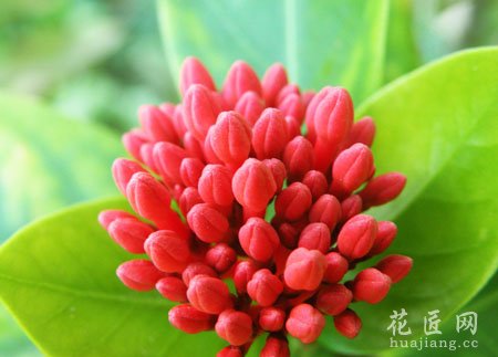 龙船花养殖方法