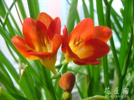 香雪兰的养殖方法和注意事项有哪些？