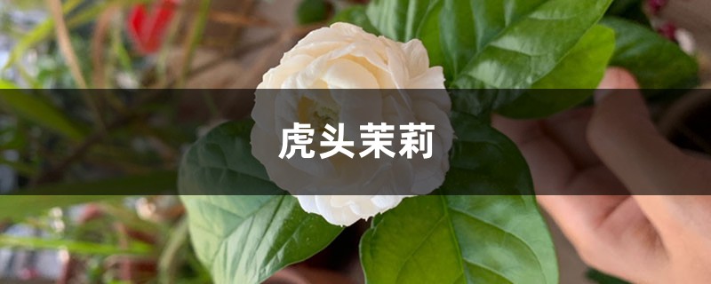 他用这种方法，繁殖了很多虎头茉莉，简直美爆了！