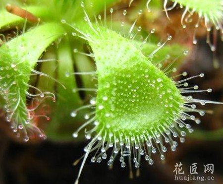 绵地罗的形态特征以及生态习性
