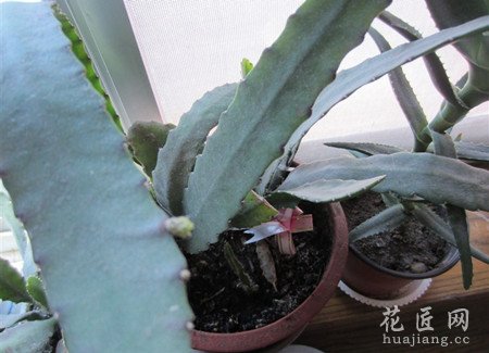 令箭荷花不开花的原因以及解决方法