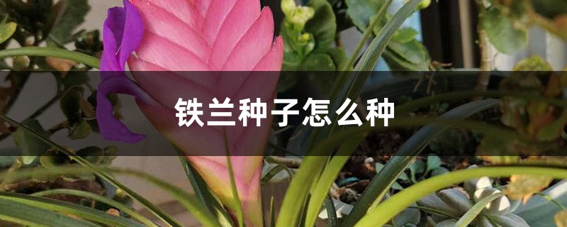 铁兰种子怎么种