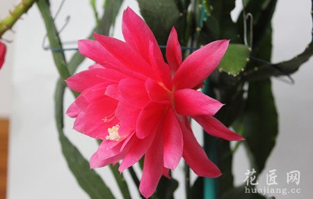令箭荷花四季的养护方法