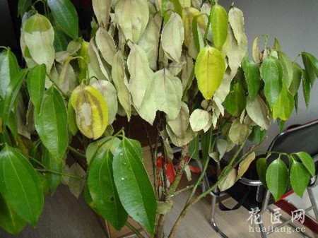 平安树叶子下垂、干枯应该怎么办？