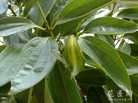 平安树的叶子发黄应该怎么办？