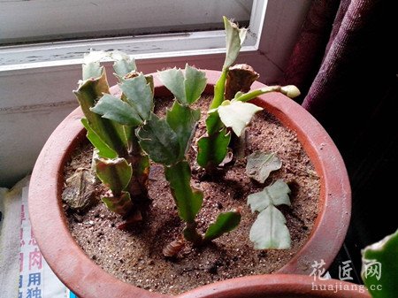 蟹爪兰烂根应该怎么办？