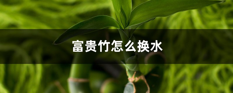 富贵竹怎么换水