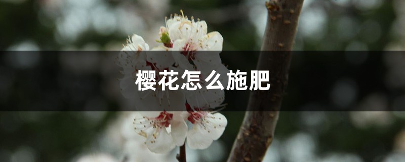 樱花怎么施肥