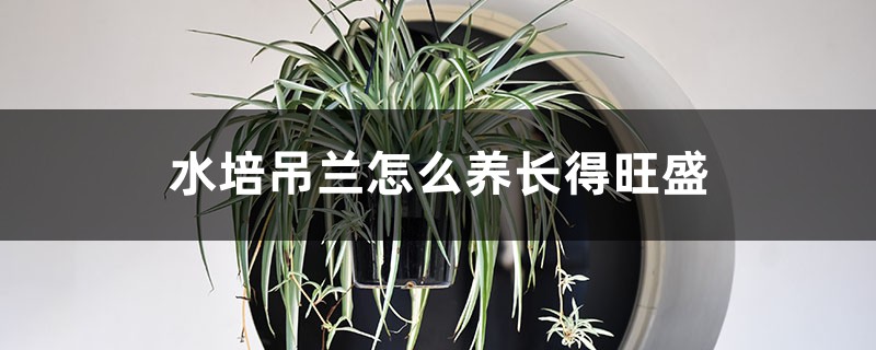 水培吊兰怎么养长得旺盛