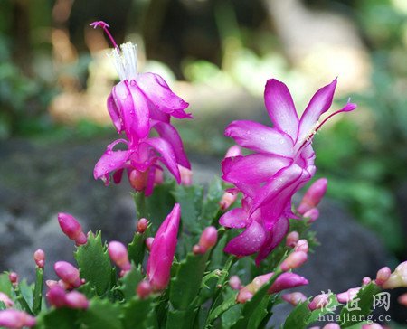 蟹爪兰容易落花落蕾的原因以及解决方法