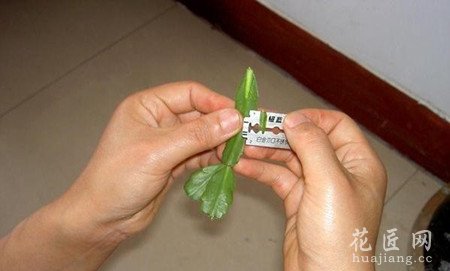 图文解说蟹爪兰的嫁接技术