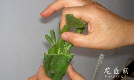 图文解说蟹爪兰的嫁接技术