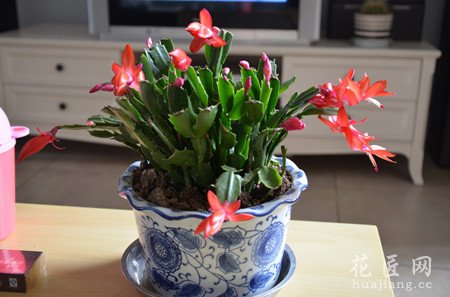 蟹爪兰养殖的四季管理方法