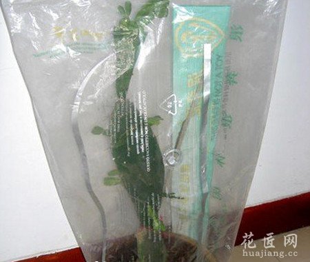 图文解说蟹爪兰的嫁接技术