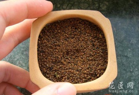 仙人掌种子的种植图说