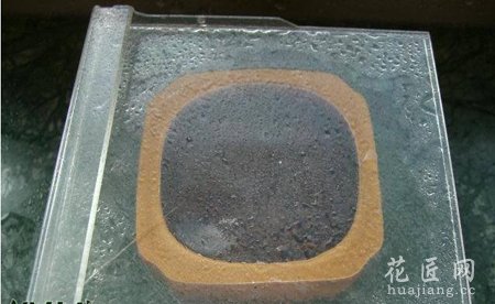仙人掌种子的种植图说