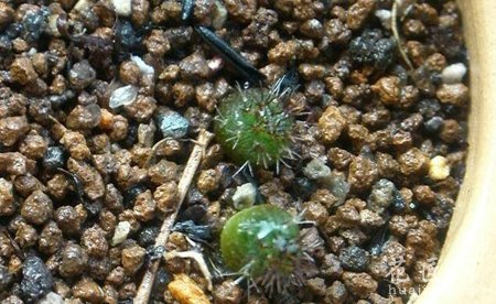 仙人掌种子的种植图说