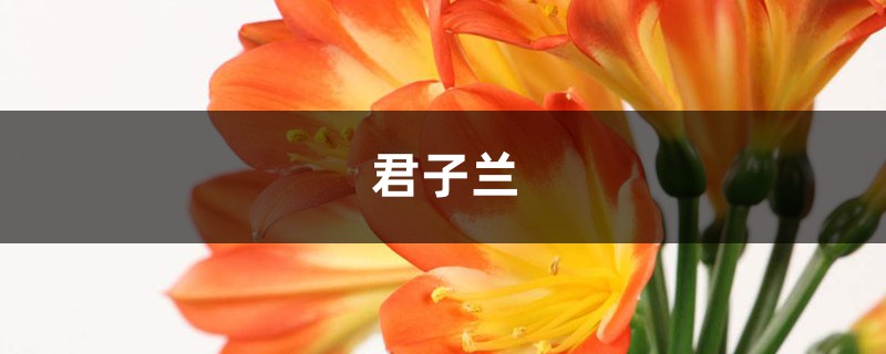咔嚓1刀，绿萝君子兰…1盆变10盆，3个月就开花！