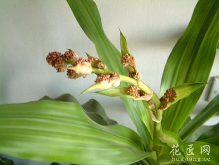 巴西木叶子发黄的解决办法