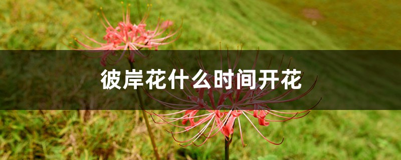 彼岸花什么时间开花
